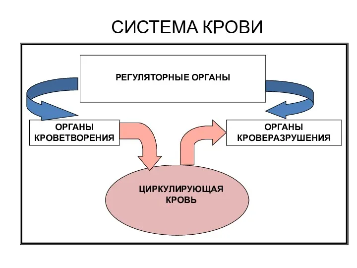 СИСТЕМА КРОВИ РЕГУЛЯТОРНЫЕ ОРГАНЫ ЦИРКУЛИРУЮЩАЯ КРОВЬ ОРГАНЫ КРОВЕТВОРЕНИЯ ОРГАНЫ КРОВЕРАЗРУШЕНИЯ