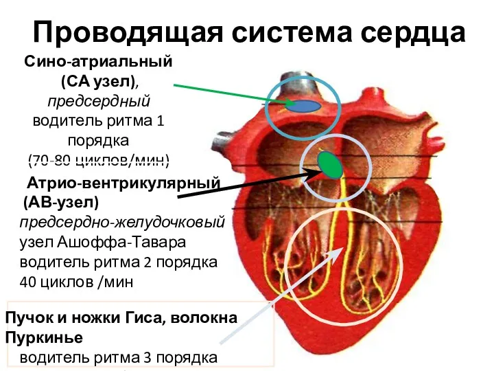 Проводящая система сердца Сино-атриальный (СА узел), предсердный водитель ритма 1