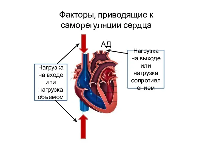 Факторы, приводящие к саморегуляции сердца Нагрузка на входе или нагрузка