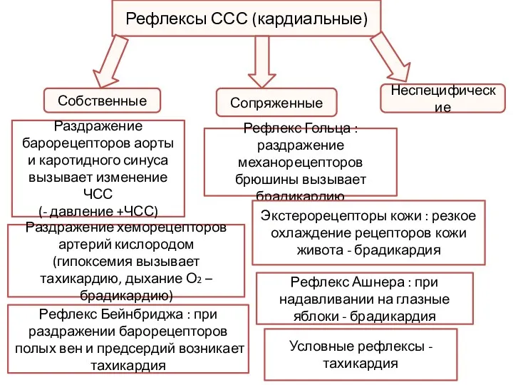 Рефлексы ССС (кардиальные) Собственные Сопряженные Неспецифические Раздражение барорецепторов аорты и