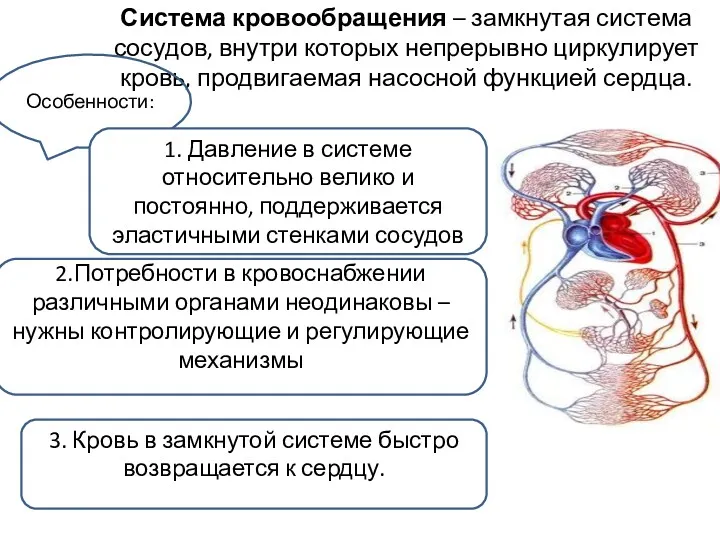 Система кровообращения – замкнутая система сосудов, внутри которых непрерывно циркулирует