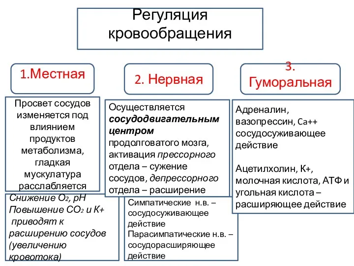 Регуляция кровообращения 1.Местная 2. Нервная 3.Гуморальная Просвет сосудов изменяется под