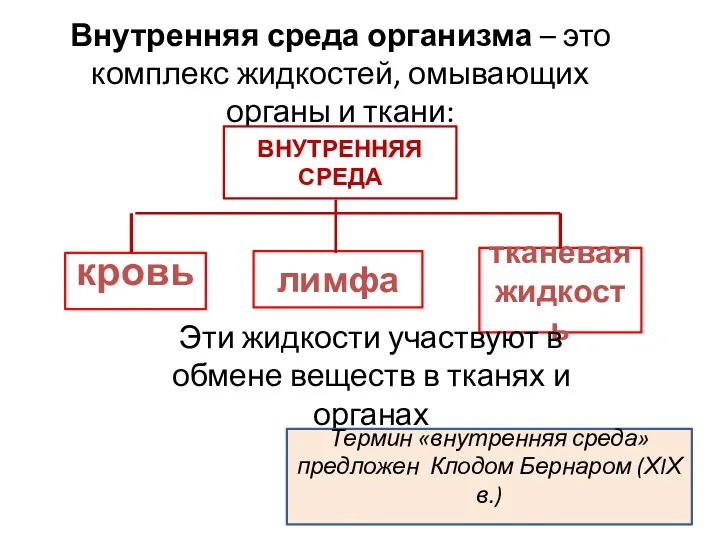 Внутренняя среда организма – это комплекс жидкостей, омывающих органы и