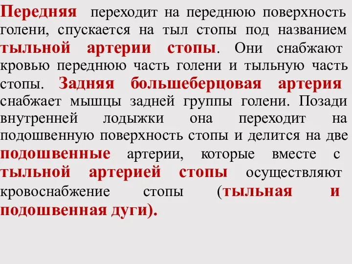 Передняя переходит на переднюю поверхность голени, спускается на тыл стопы