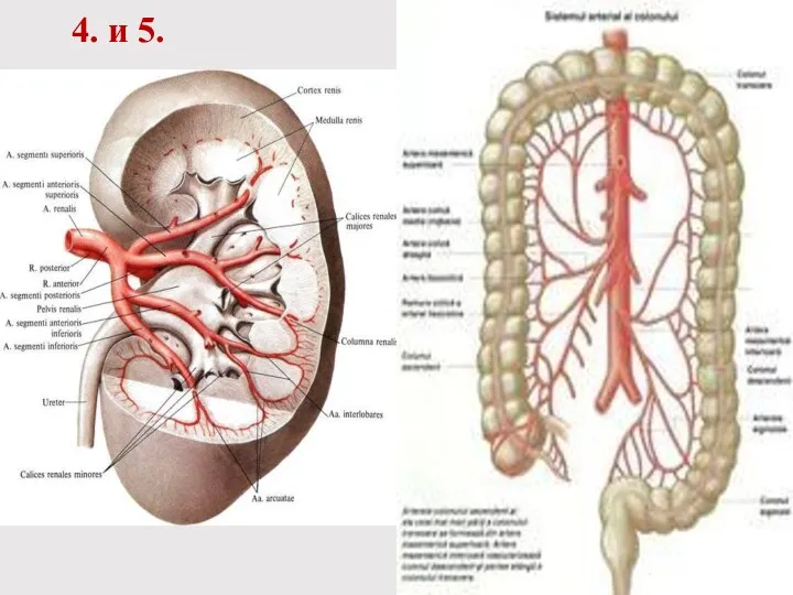 4. и 5.