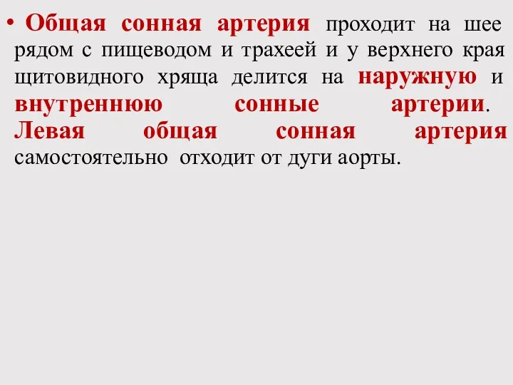 Общая сонная артерия проходит на шее рядом с пищеводом и