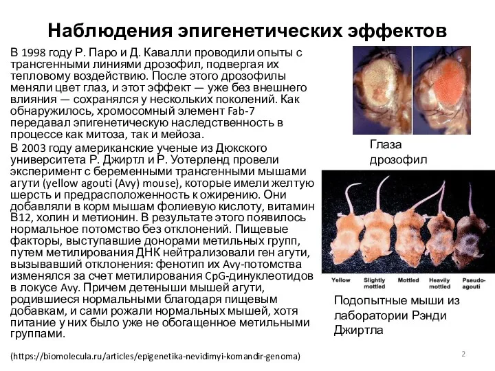 Наблюдения эпигенетических эффектов В 1998 году Р. Паро и Д.