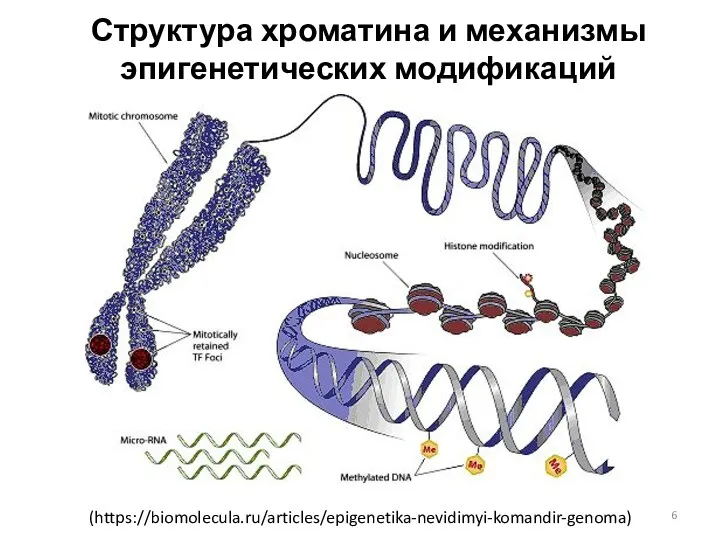 Структура хроматина и механизмы эпигенетических модификаций (https://biomolecula.ru/articles/epigenetika-nevidimyi-komandir-genoma)