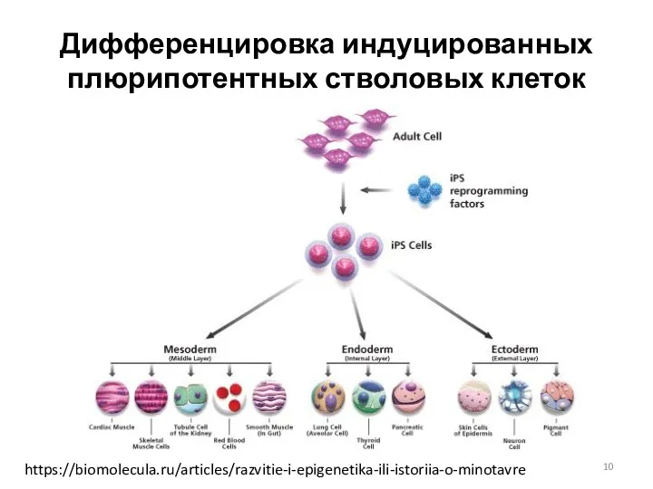 Дифференцировка индуцированных плюрипотентных стволовых клеток https://biomolecula.ru/articles/razvitie-i-epigenetika-ili-istoriia-o-minotavre