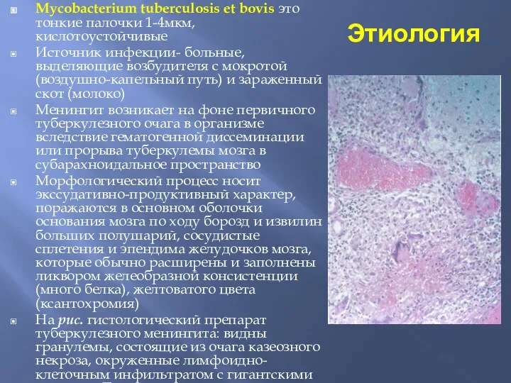 Этиология Mycobacterium tuberculosis et bovis это тонкие палочки 1-4мкм, кислотоустойчивые Источник инфекции- больные,