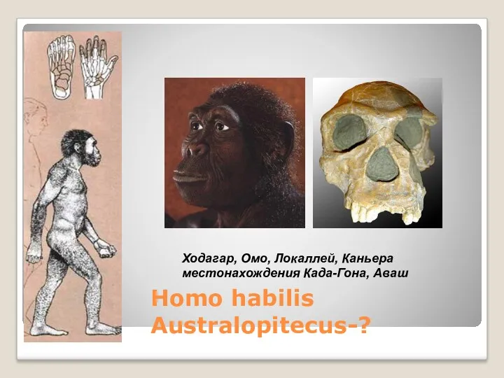 Homo habilis Australopitecus-? Ходагар, Омо, Локаллей, Каньера местонахождения Када-Гона, Аваш