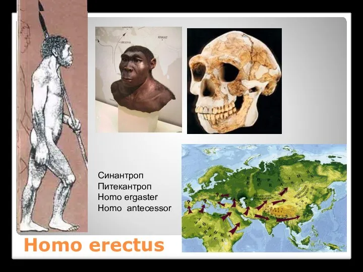 Homo erectus Синантроп Питекантроп Homo ergaster Homo antecessor