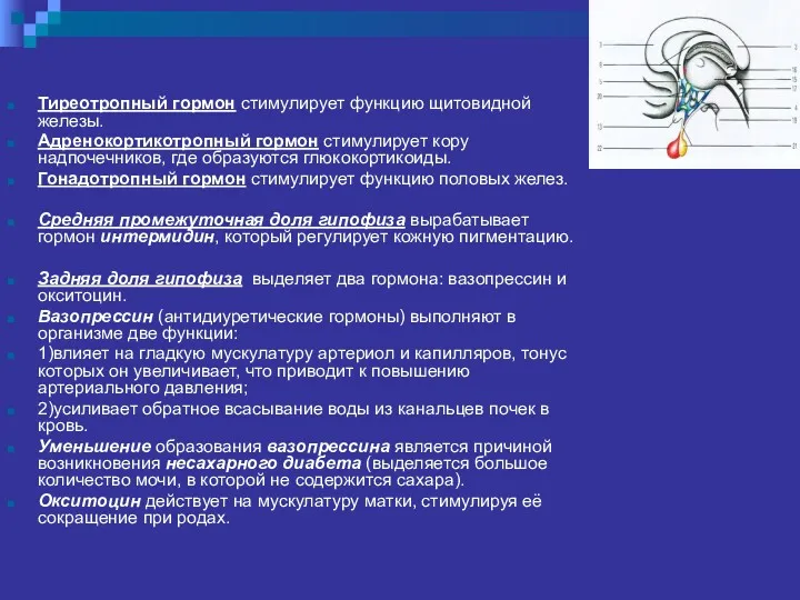 Тиреотропный гормон стимулирует функцию щитовидной железы. Адренокортикотропный гормон стимулирует кору