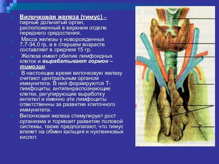 Вилочковая железа (тимус) – парный дольчатый орган, расположенный в верхнем