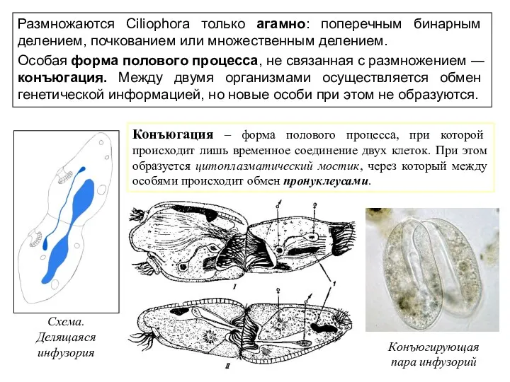 Конъюгация – форма полового процесса, при которой происходит лишь временное