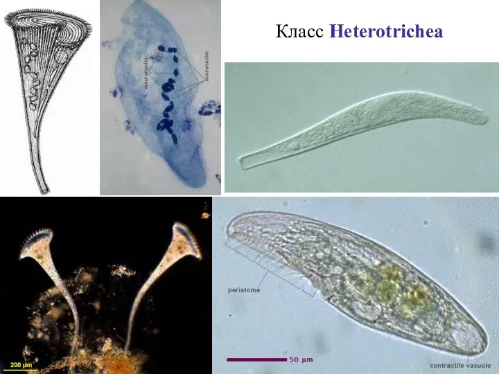 Класс Heterotrichea