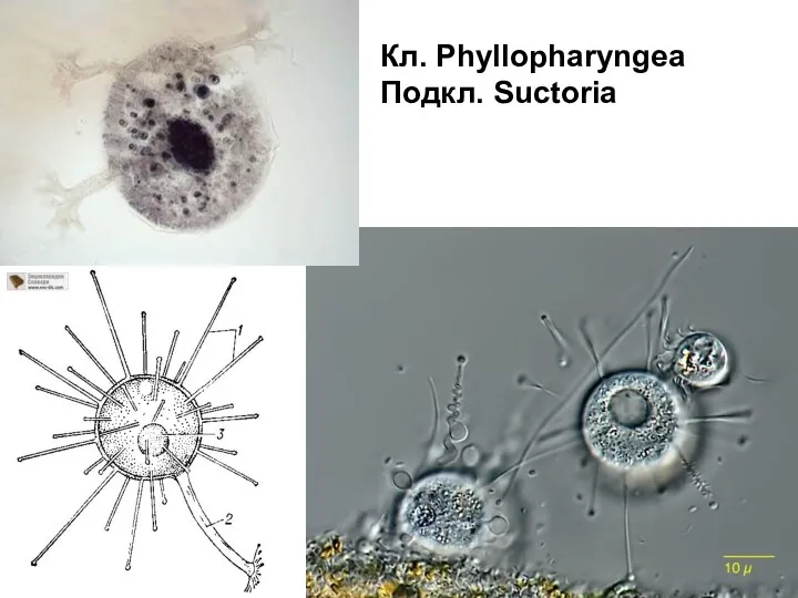 Кл. Phyllopharyngea Подкл. Suctoria