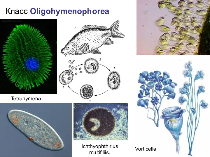 Класс Oligohymenophorea Vorticella Tetrahymena Ichthyophthirius multifiliis.