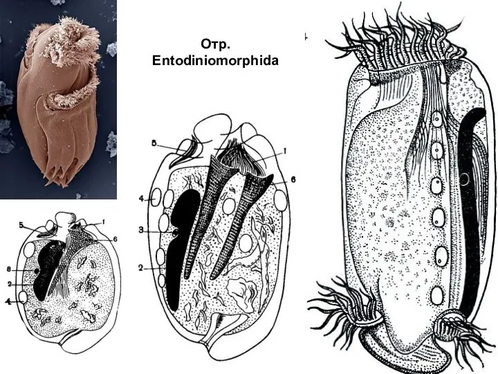 Отр. Entodiniomorphida