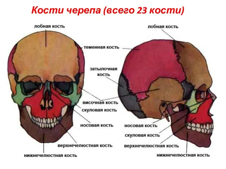 Кости черепа (всего 23 кости)