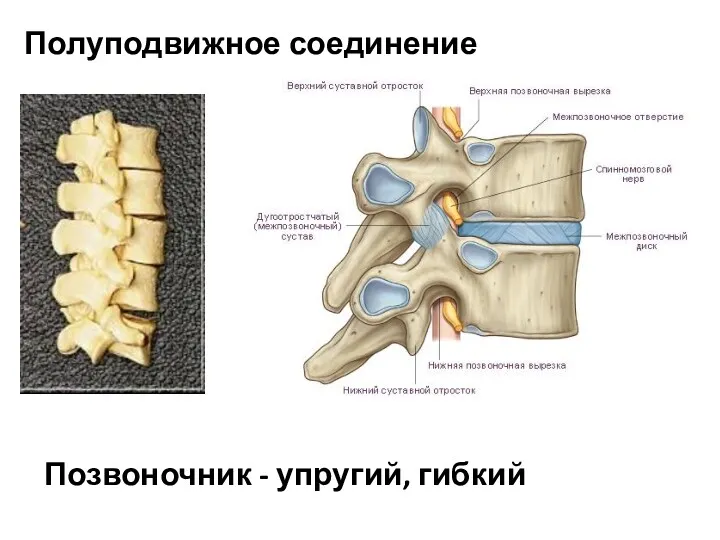 Полуподвижное соединение Позвоночник - упругий, гибкий