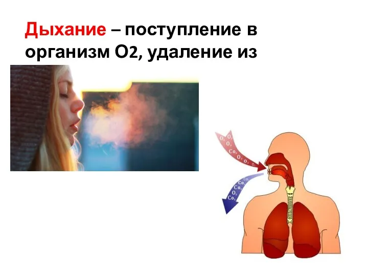Дыхание – поступление в организм О2, удаление из организма СО2