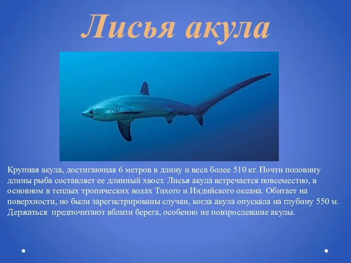 Лисья акула Крупная акула, достигающая 6 метров в длину и