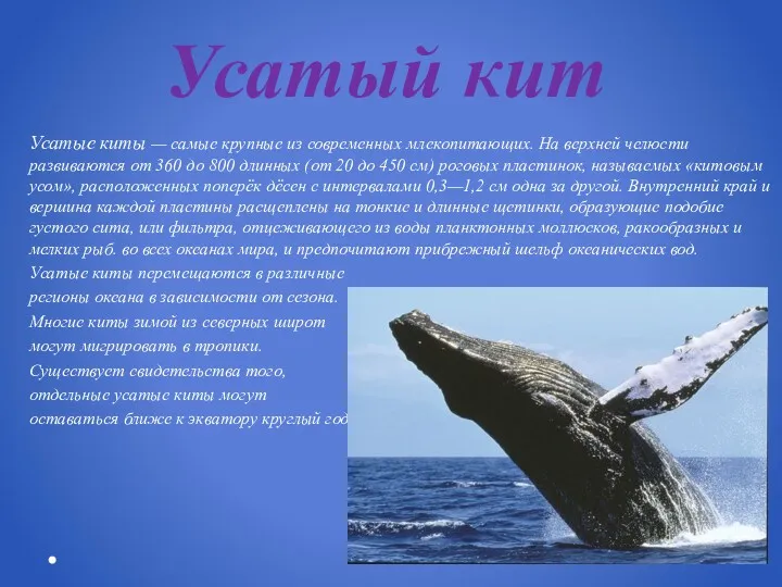 Усатый кит Усатые киты — самые крупные из современных млекопитающих.