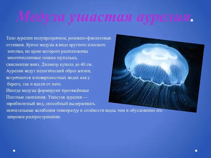 Медуза ушастая аурелия. Тело аурелии полупрозрачное, розовато-фиолетовых оттенков. Купол медузы