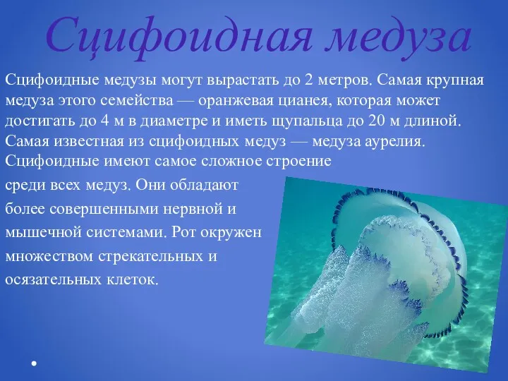 Сцифоидная медуза Сцифоидные медузы могут вырастать до 2 метров. Самая