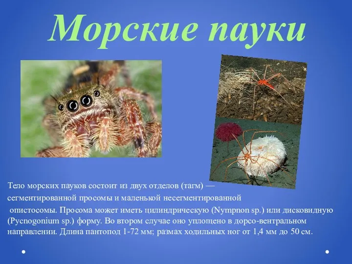 Морские пауки Тело морских пауков состоит из двух отделов (тагм)