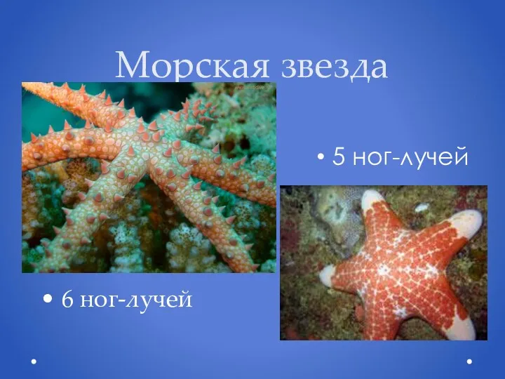 Морская звезда 5 ног-лучей 6 ног-лучей