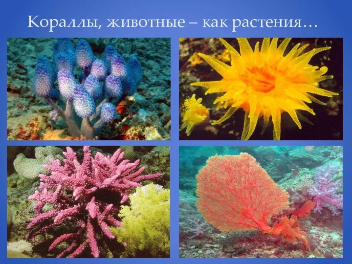 Кораллы, животные – как растения…