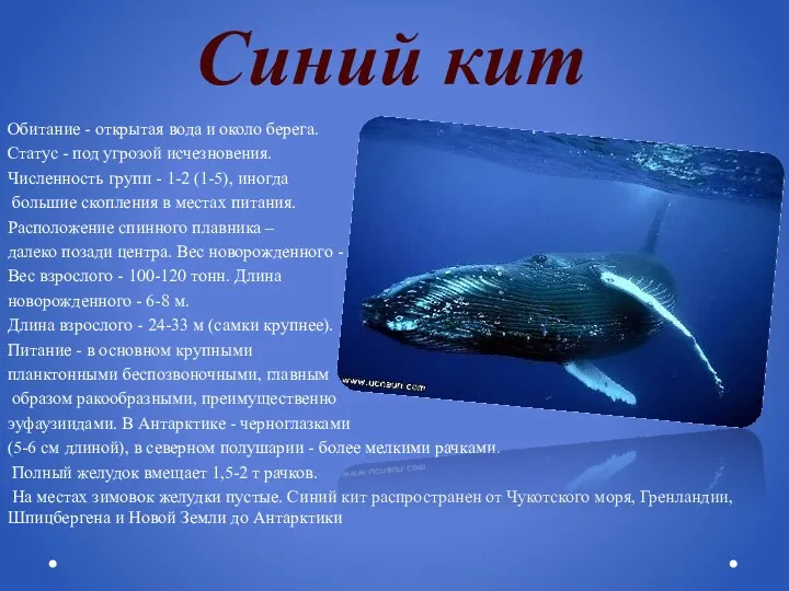 Синий кит Обитание - открытая вода и около берега. Статус
