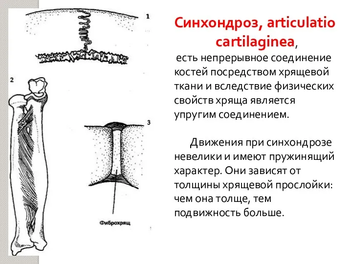 Синхондроз, articulatio cartilaginea, есть непрерывное соединение костей посредством хрящевой ткани и вследствие физических
