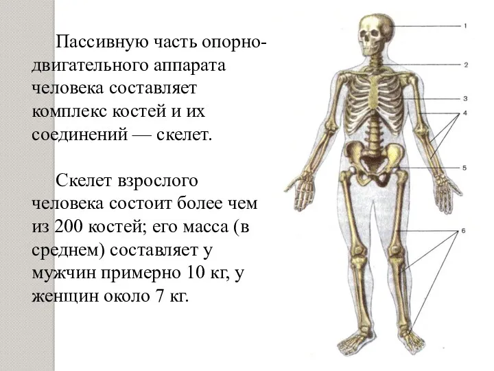 Пассивную часть опорно-двигательного аппарата человека составляет комплекс костей и их соединений — скелет.