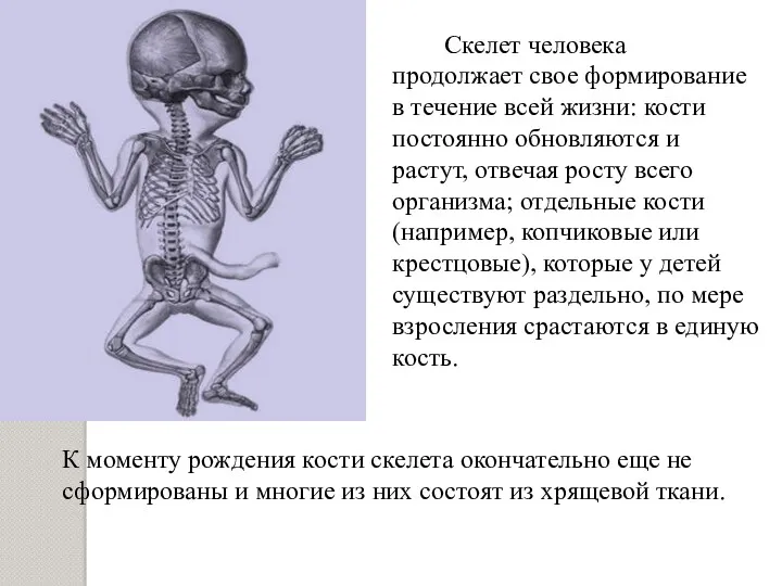 Скелет человека продолжает свое формирование в течение всей жизни: кости постоянно обновляются и