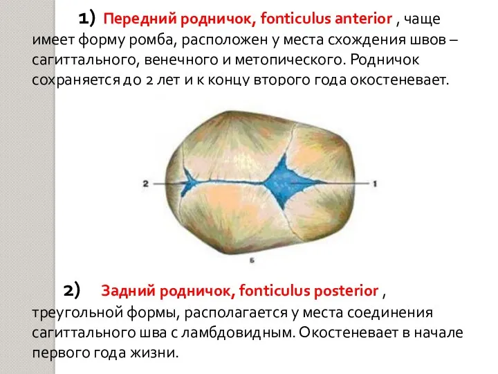 1) Передний родничок, fonticulus anterior , чаще имеет форму ромба, расположен у места