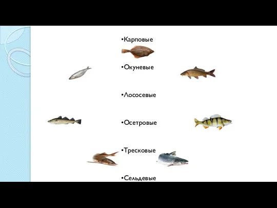 Семейства рыб Камбаловые Карповые Окуневые Лососевые Осетровые Тресковые Сельдевые