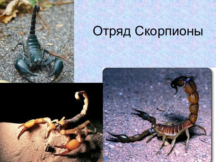 Отряд Скорпионы