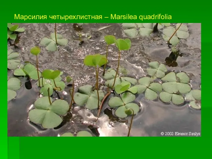 Марсилия четырехлистная – Marsilea quadrifolia