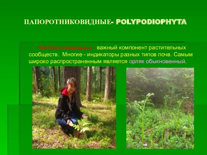 ПАПОРОТНИКОВИДНЫЕ- POLYPODIOPHYTA Папоротниковидные - важный компонент растительных сообществ. Многие -