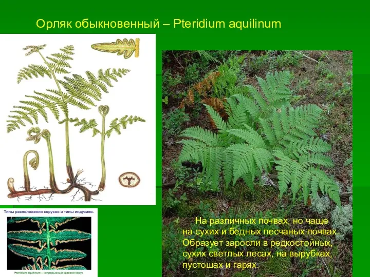Орляк обыкновенный – Pteridium aquilinum На различных почвах, но чаще