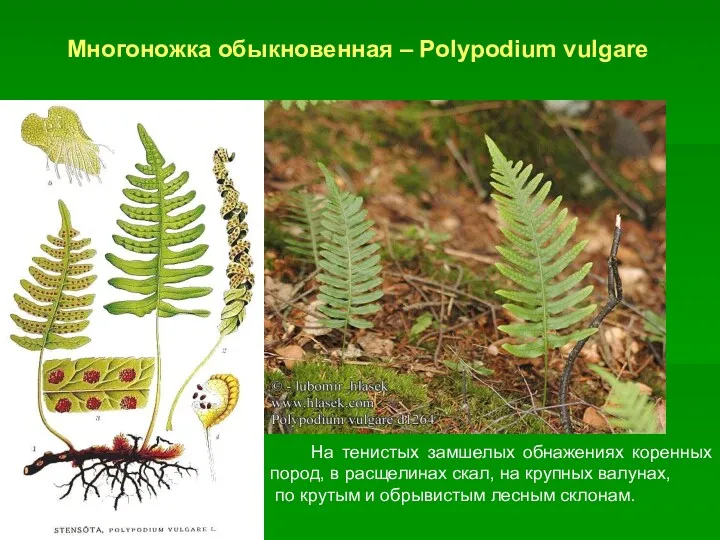Многоножка обыкновенная – Polypodium vulgare На тенистых замшелых обнажениях коренных