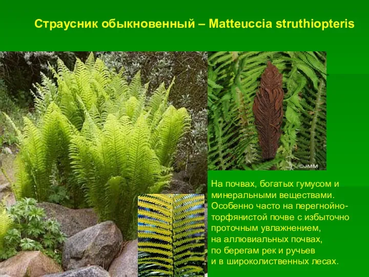 Страусник обыкновенный – Matteuccia struthiopteris На почвах, богатых гумусом и