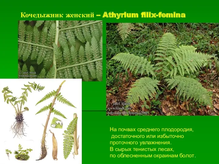 Кочедыжник женский – Athyrium filix-femina На почвах среднего плодородия, достаточного
