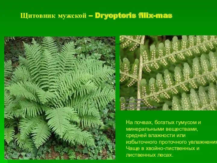 Щитовник мужской – Dryopteris filix-mas На почвах, богатых гумусом и