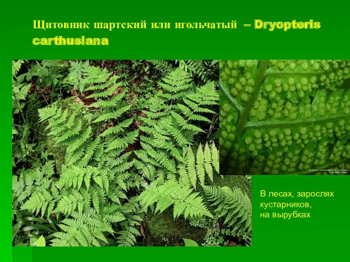 Щитовник шартский или игольчатый – Dryopteris carthusiana В лесах, зарослях кустарников, на вырубках