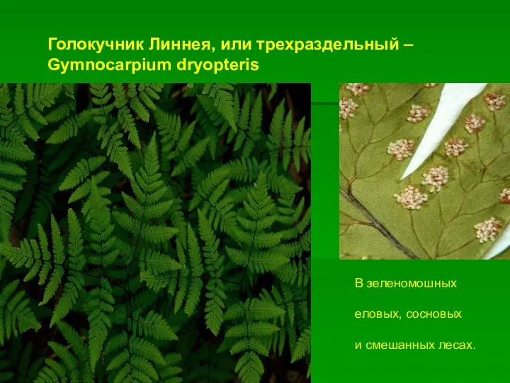 Голокучник Линнея, или трехраздельный – Gymnocarpium dryopteris В зеленомошных еловых, сосновых и смешанных лесах.
