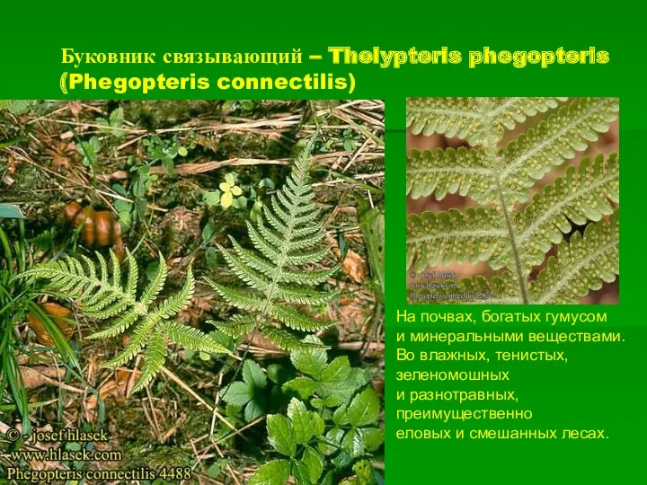 Буковник связывающий – Thelypteris phegopteris (Phegopteris connectilis) На почвах, богатых